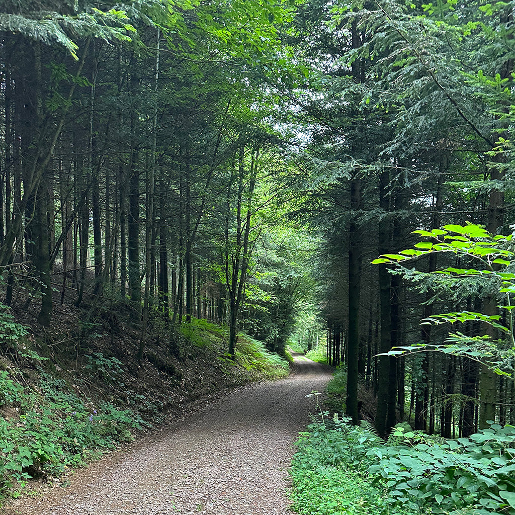 Lush North-East American forest, representing Collect Studio's commitment to sustainable timber sourcing.