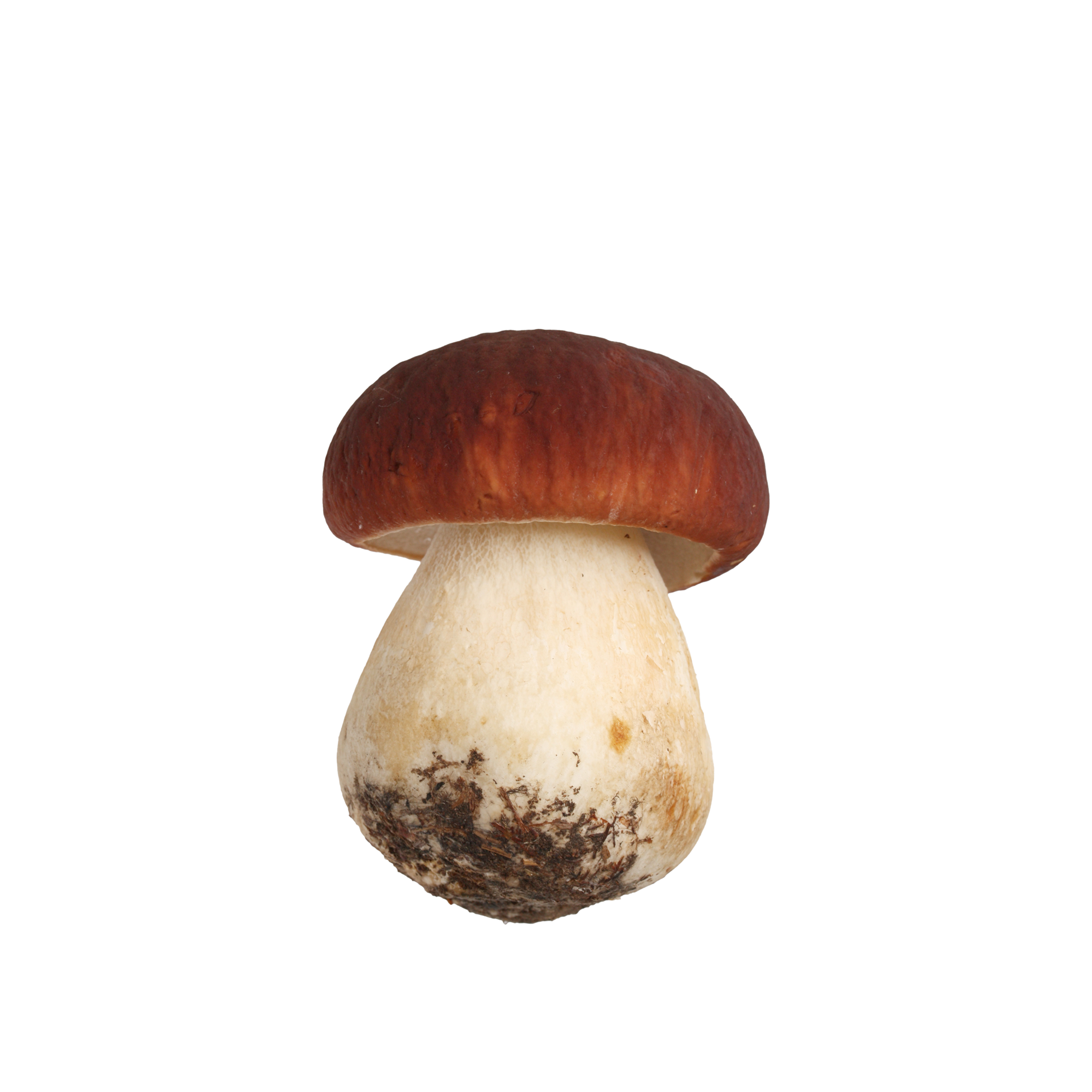 Wild porcini mushroom with a rounded cap and sturdy stem, serving as inspiration for the KINOKO Stool’s organic design.