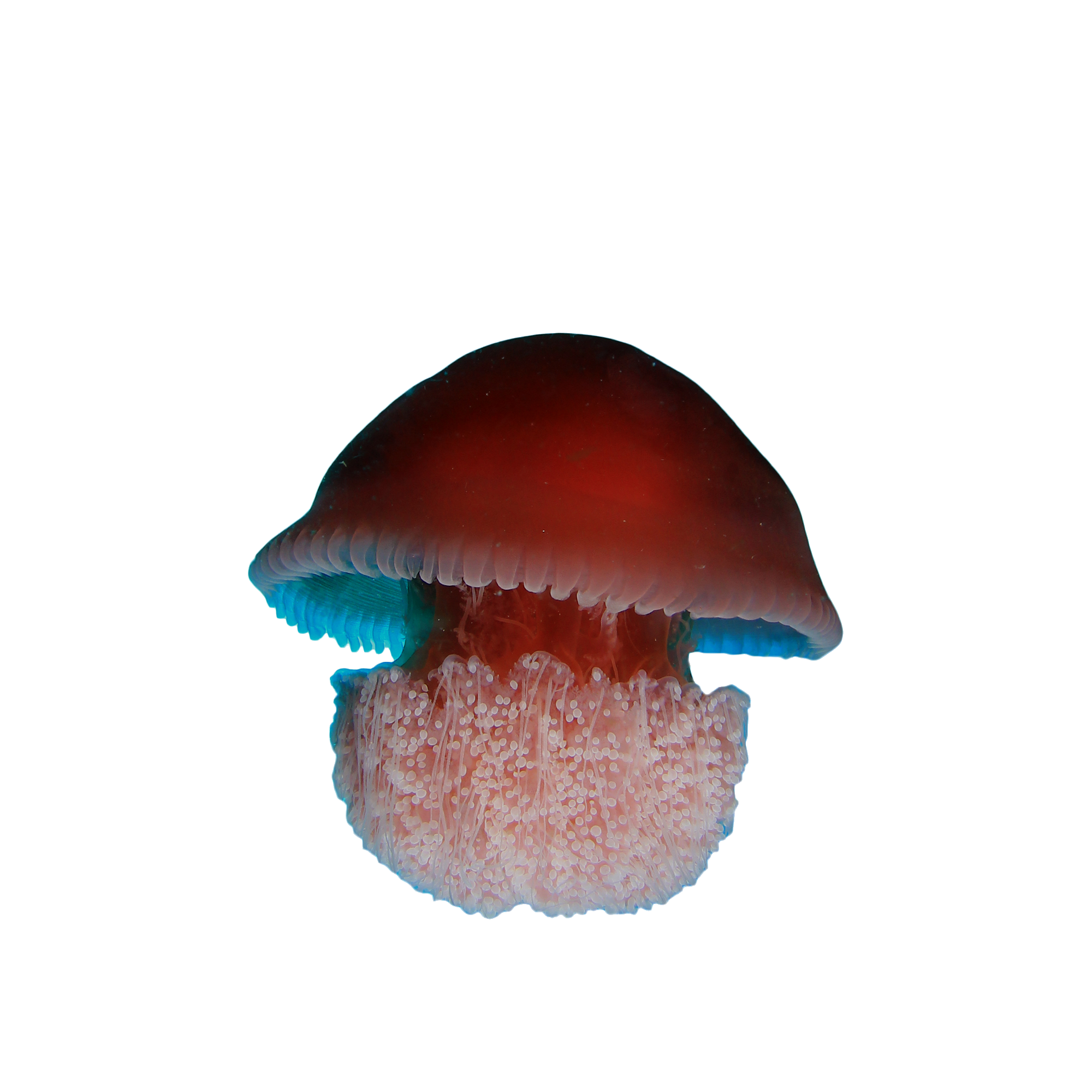 Bioluminescent jellyfish with soft, flowing curves—nature’s inspiration for the sculptural design of the GOPLE Stool.